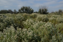 Baccharis-halimifolia-Population-1