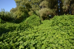 Humulus-japonicus-52